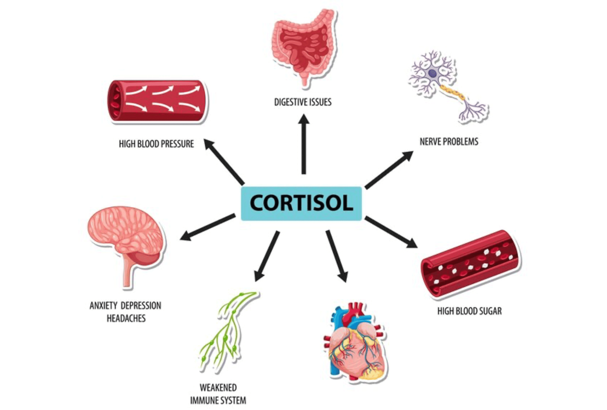 Cortisol:NeuroSpot